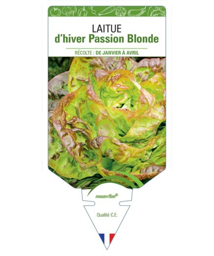 LAITUE D'HIVER PASSION BLONDE