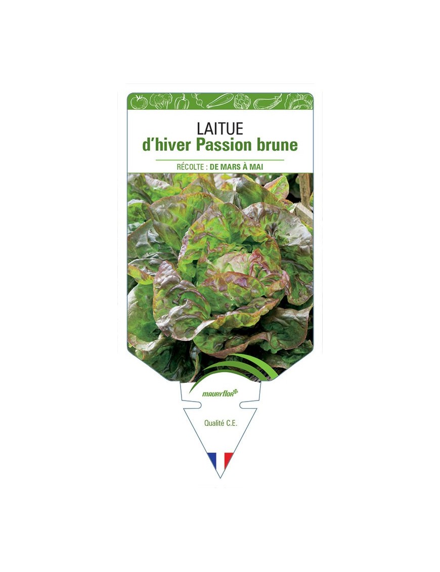 LAITUE D'HIVER PASSION BRUNE