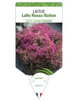 LAITUE LOLLO ROSSA NATION (À COUPER)