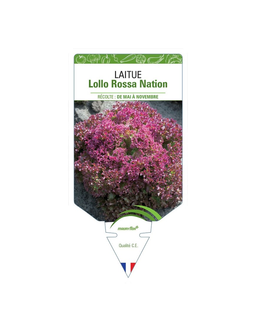 LAITUE LOLLO ROSSA NATION (À COUPER)