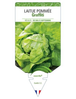 LAITUE POMMÉE GRAFFITI