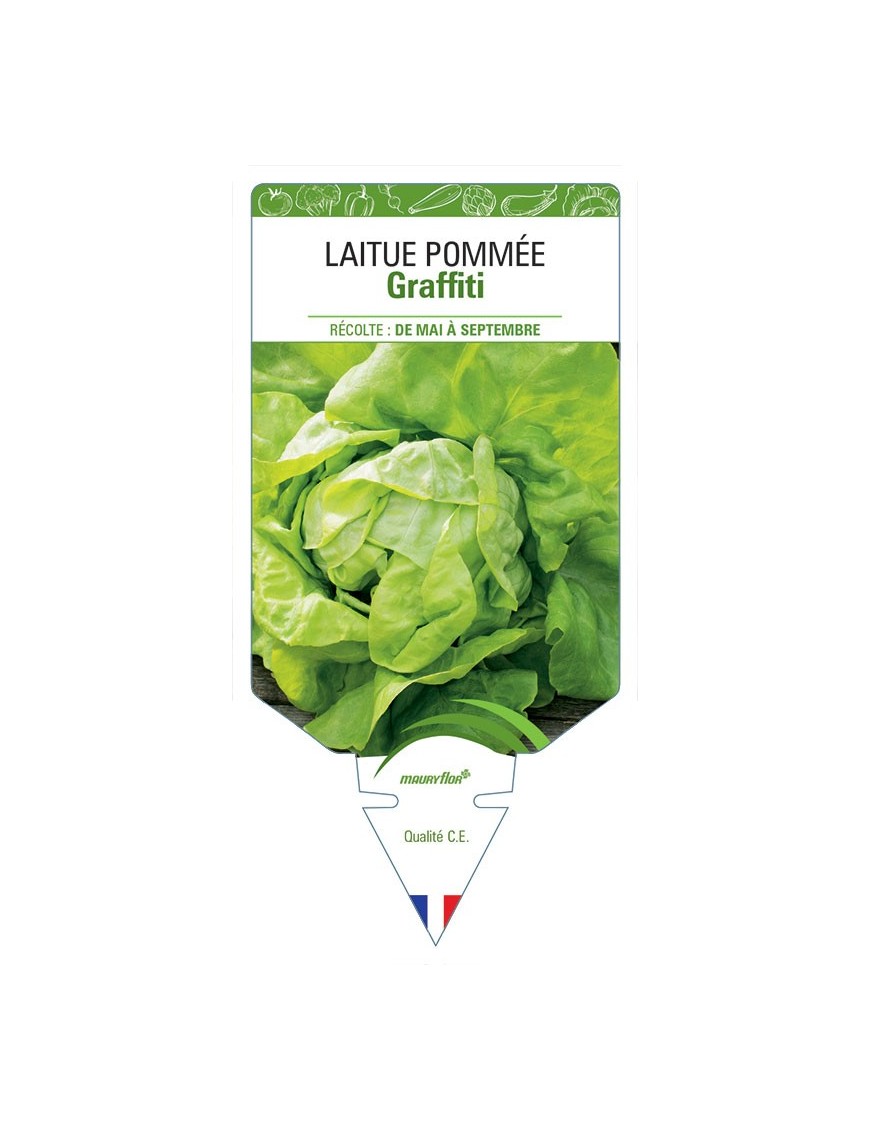 LAITUE POMMÉE GRAFFITI