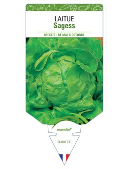 LAITUE SAGESS