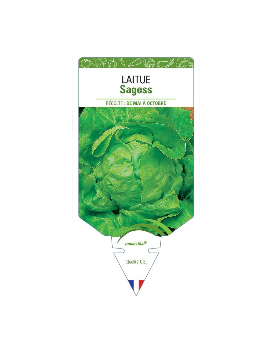 LAITUE SAGESS
