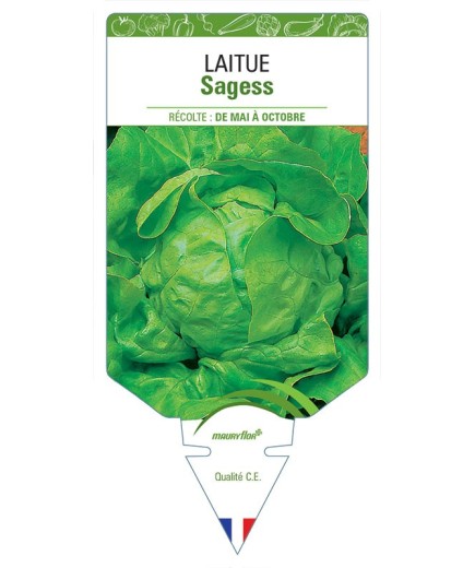 LAITUE SAGESS