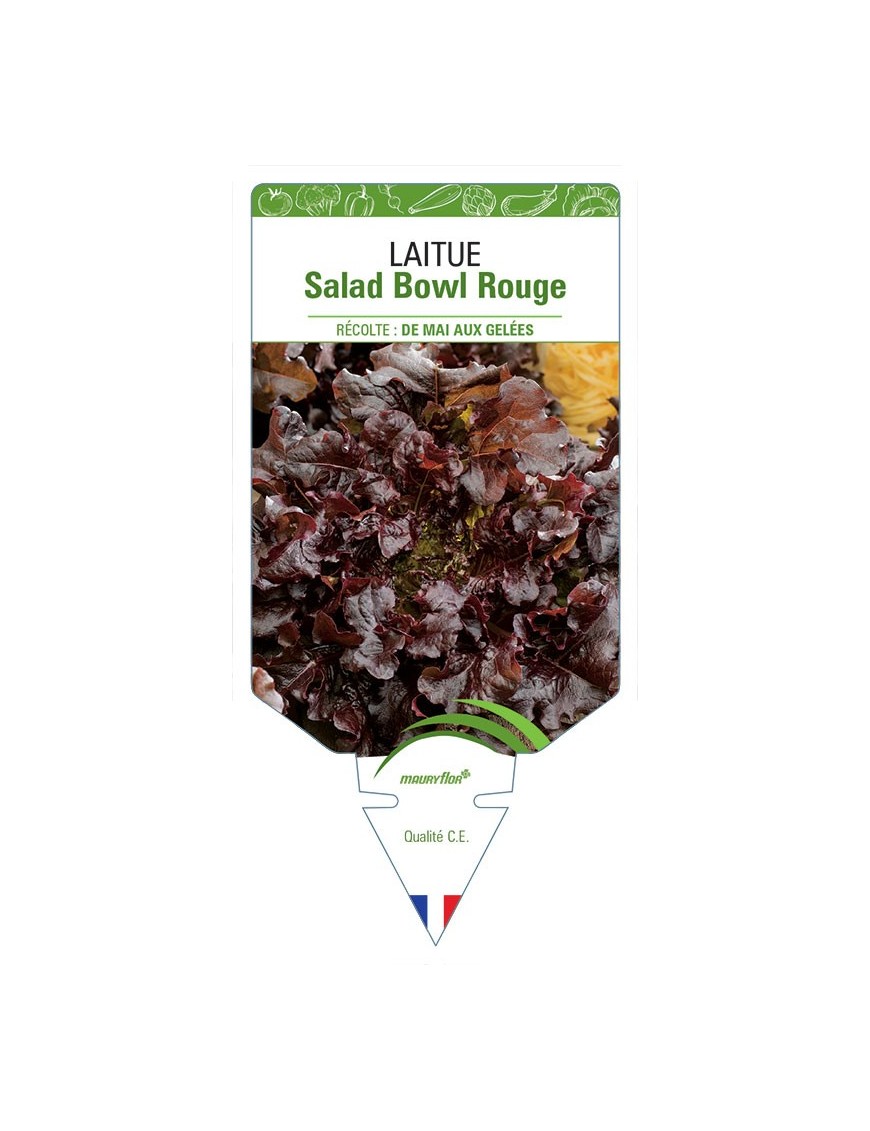 LAITUE SALAD BOWL ROUGE (À COUPER)