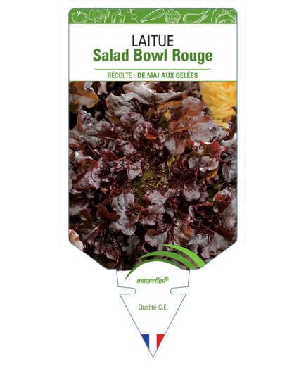 LAITUE SALAD BOWL ROUGE (À COUPER)