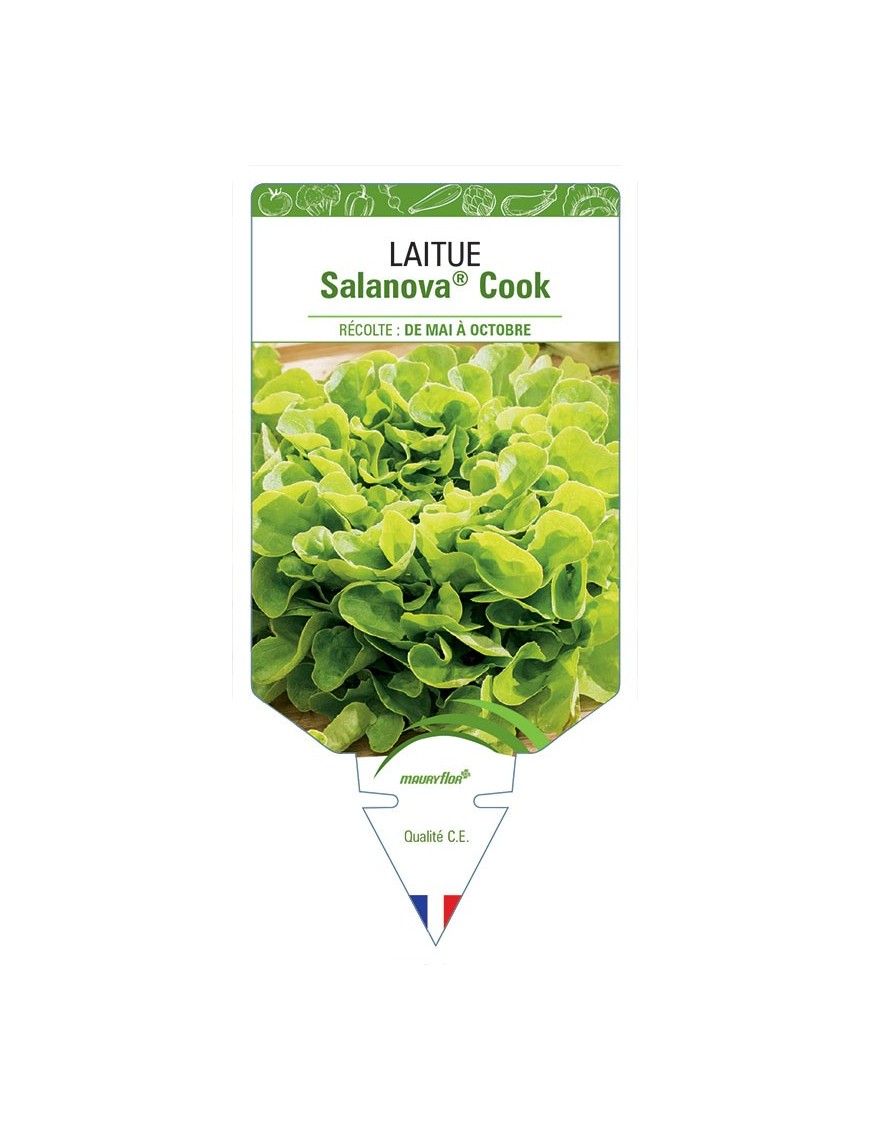 LAITUE SALANOVA® COOK