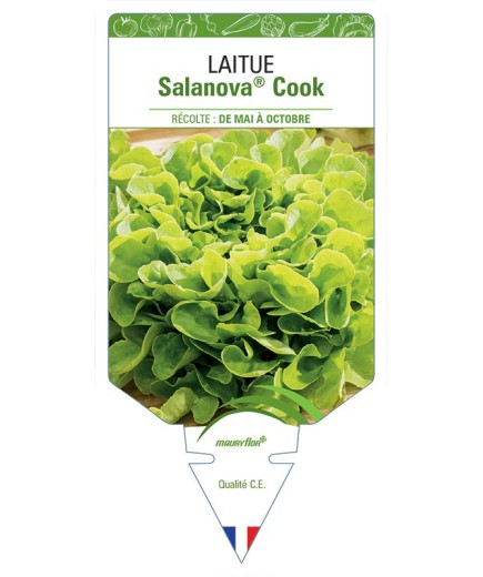 LAITUE SALANOVA® COOK