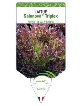 LAITUE SALANOVA® TRIPLEX