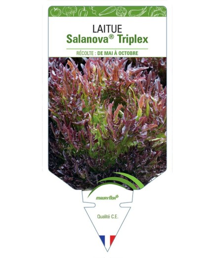 LAITUE SALANOVA® TRIPLEX