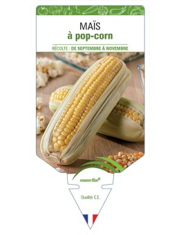 MAÏS À POP-CORN