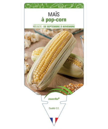 MAÏS À POP-CORN