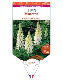 LUPINUS 'Minarette'  (blanc) *