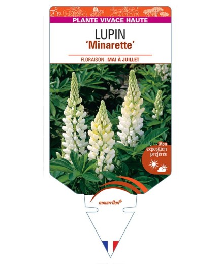 LUPINUS 'Minarette'  (blanc) *