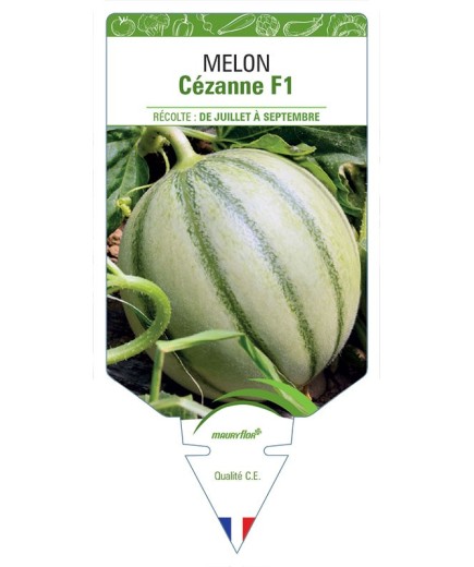 MELON CÉZANNE F1