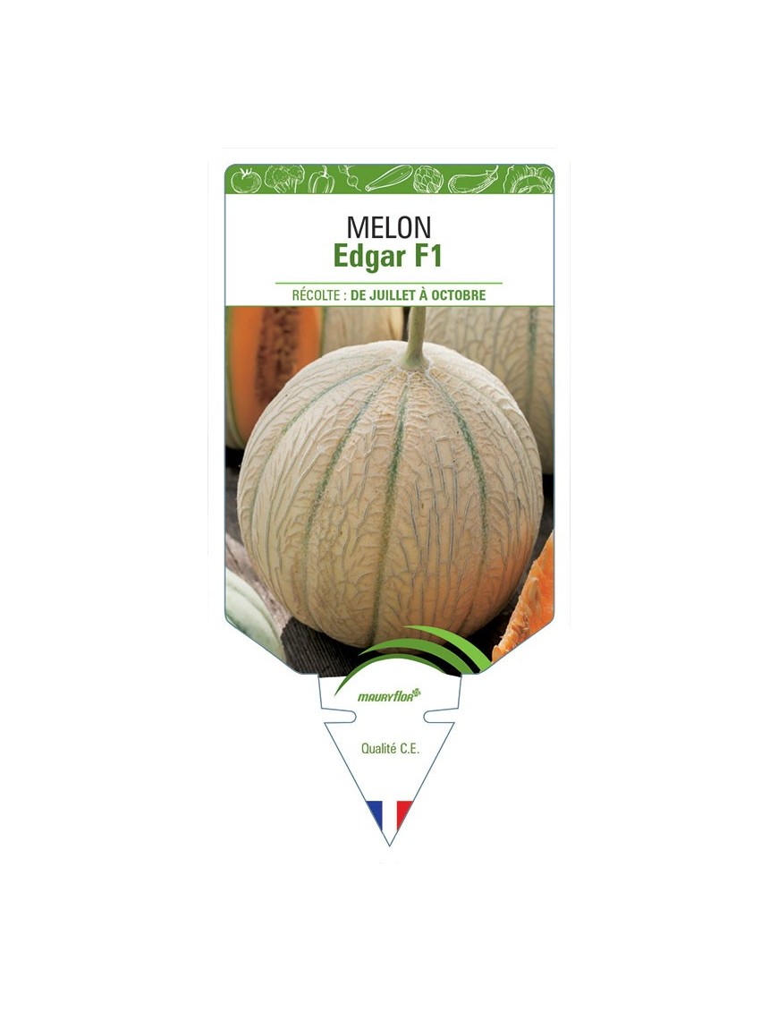 MELON EDGAR F1