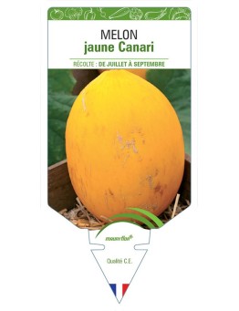 MELON JAUNE CANARI