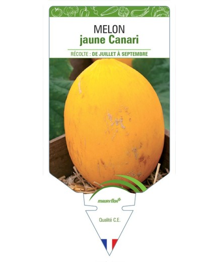 MELON JAUNE CANARI