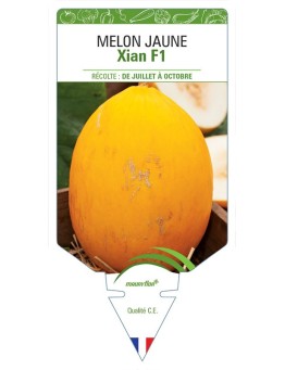 MELON JAUNE XIAN F1