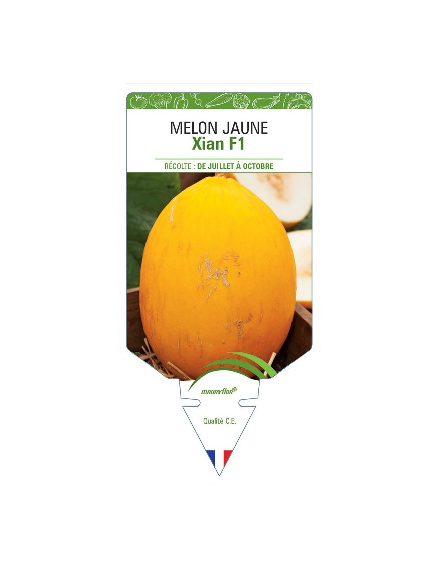 MELON JAUNE XIAN F1