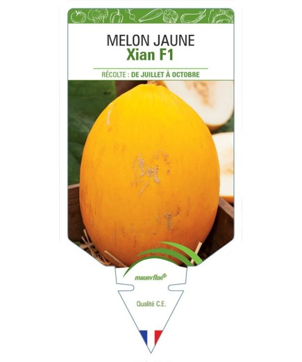 MELON JAUNE XIAN F1