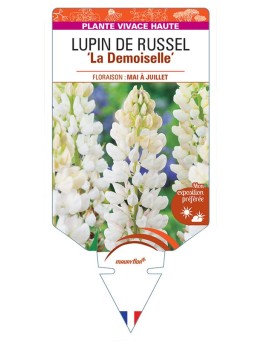 LUPINUS 'La Demoiselle' voir LUPIN DE RUSSEL (blanc) *