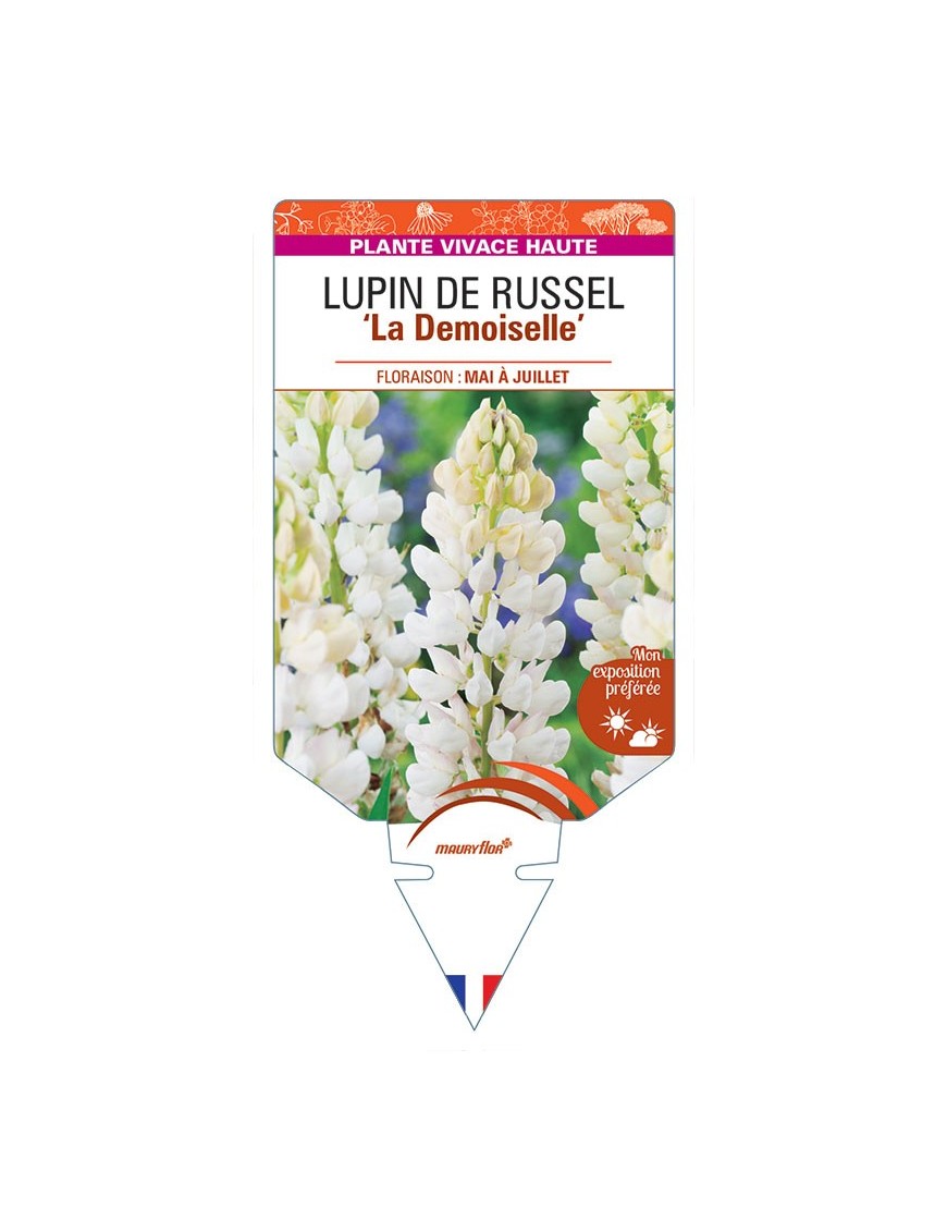 LUPINUS 'La Demoiselle' voir LUPIN DE RUSSEL (blanc) *