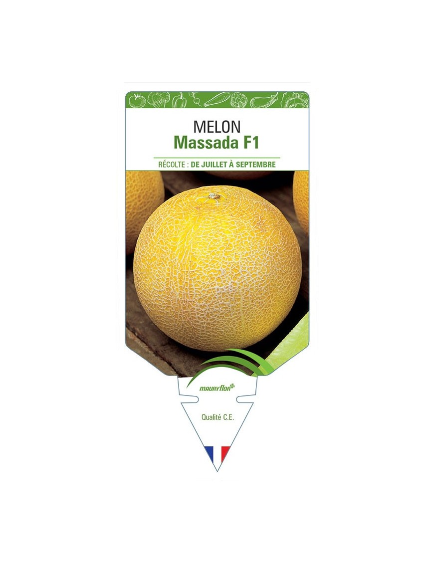 MELON MASSADA F1