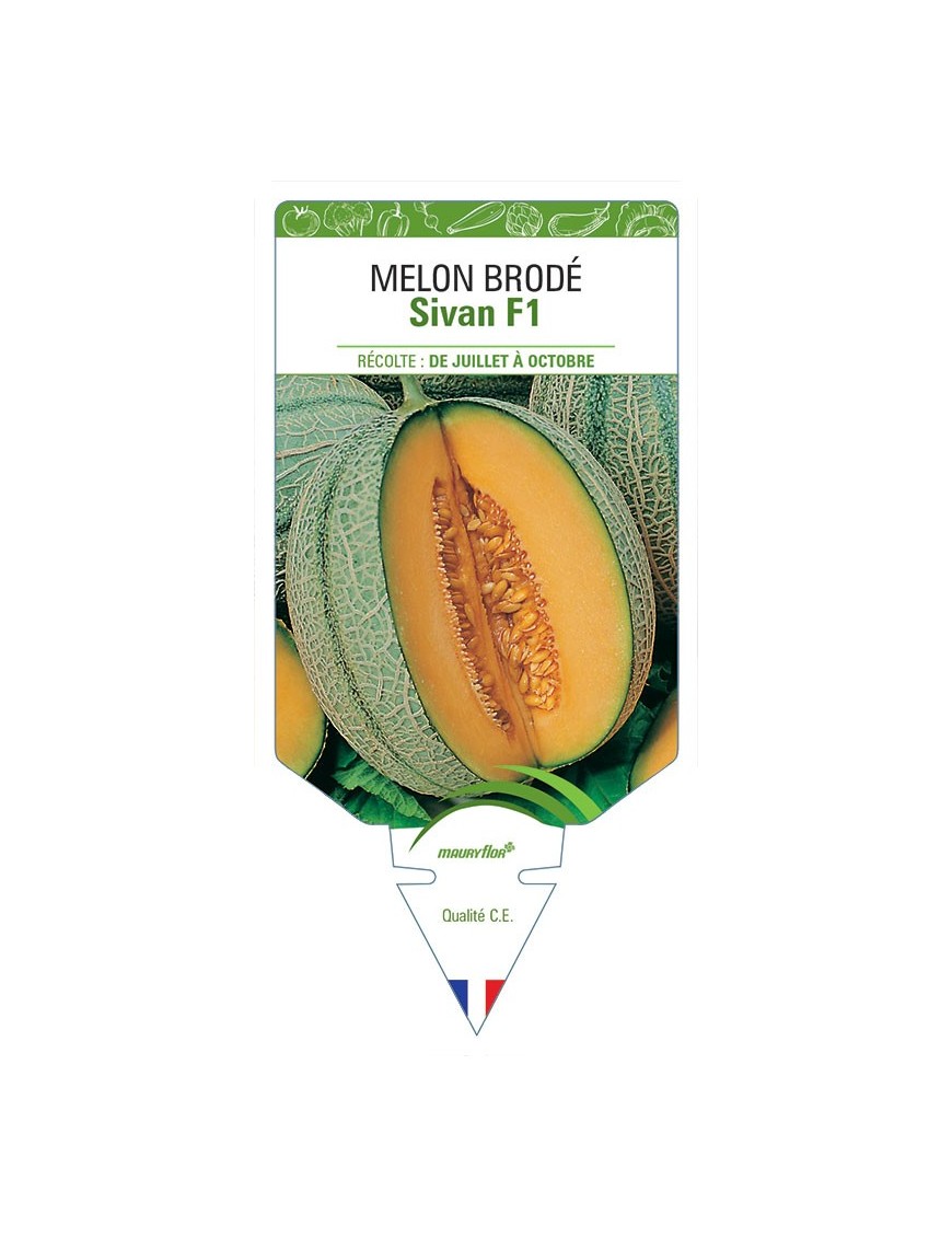 MELON SIVAN F1 (BRODÉ)