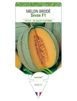 MELON SIVAN F1 (BRODÉ)