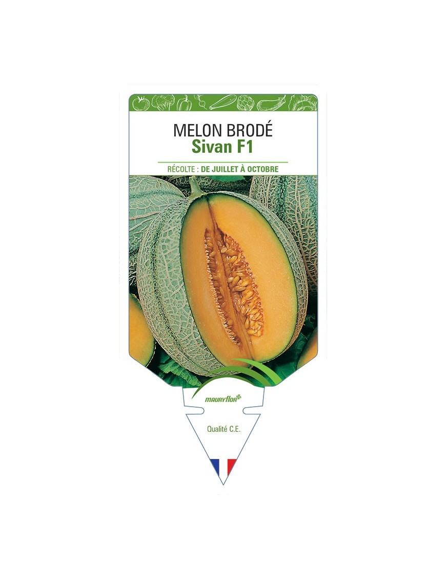 MELON SIVAN F1 (BRODÉ)