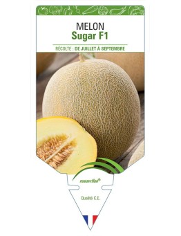 MELON SUGAR F1