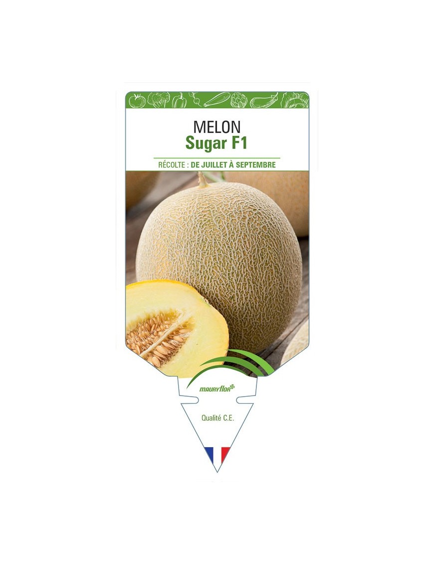 MELON SUGAR F1