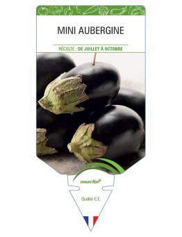MINI AUBERGINE