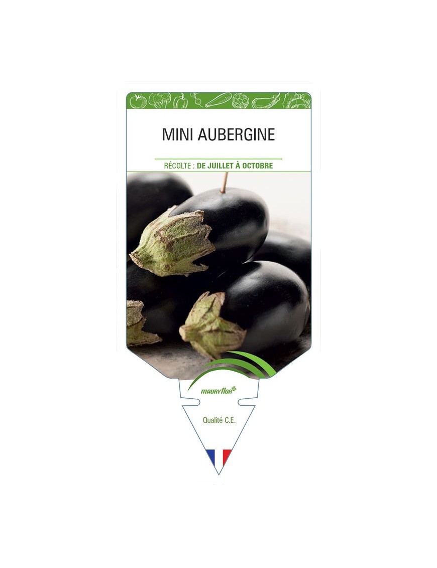 MINI AUBERGINE