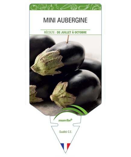 MINI AUBERGINE