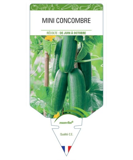 MINI CONCOMBRE