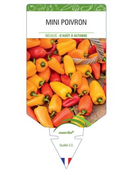 MINI POIVRON