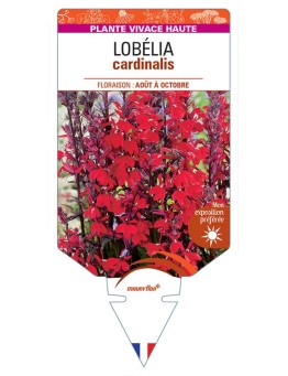 LOBELIA CARDINALIS (rouge) *