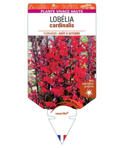 LOBELIA CARDINALIS (rouge) *