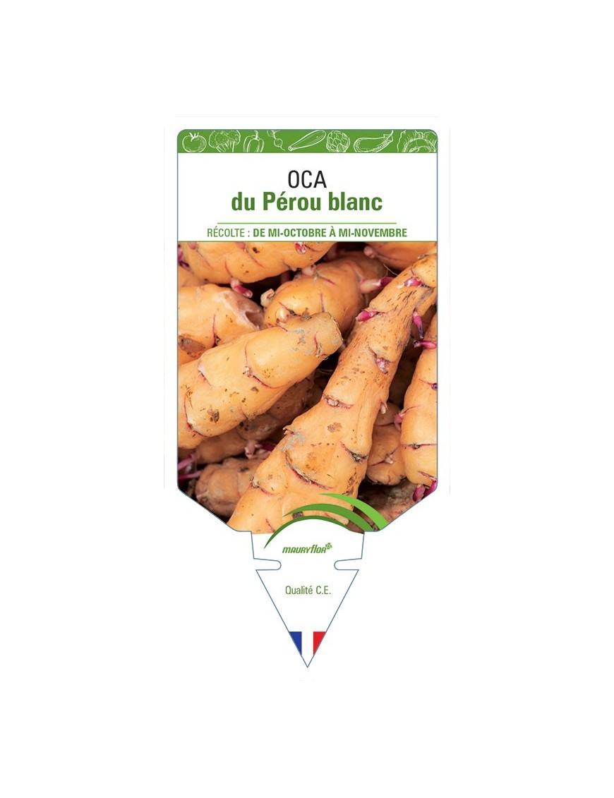OCA DU PÉROU BLANC