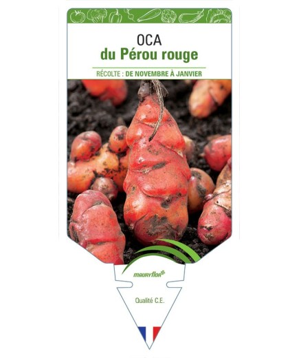 OCA DU PÉROU ROUGE
