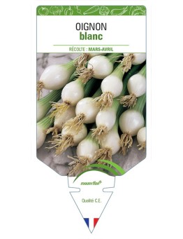 OIGNON BLANC