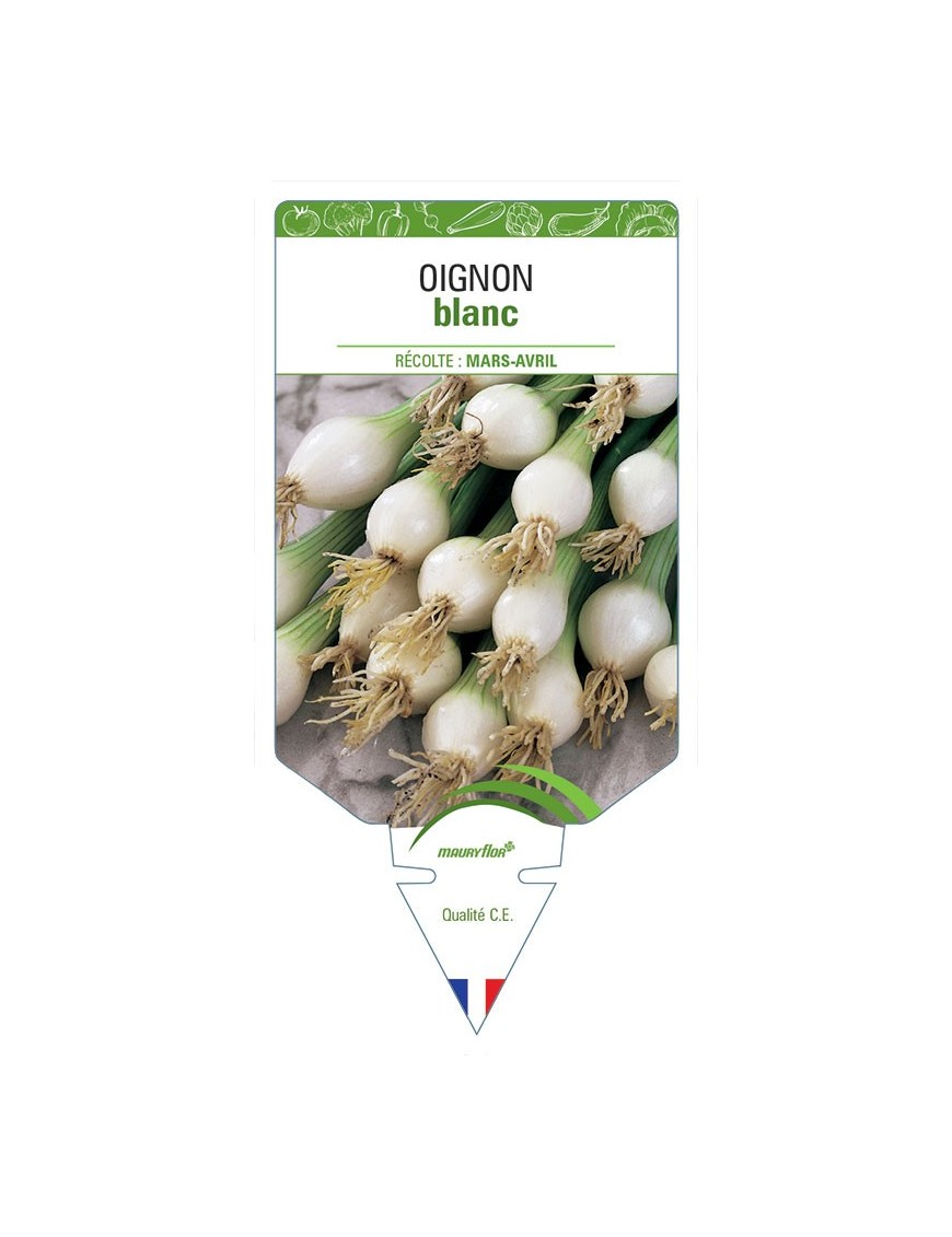 OIGNON BLANC