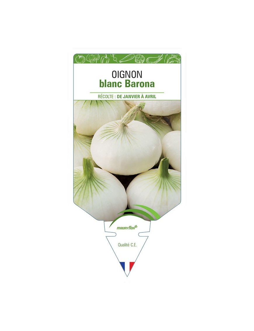 OIGNON BLANC BARONA