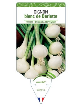 OIGNON BLANC DE BARLETTA