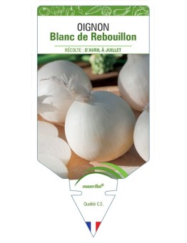 OIGNON BLANC DE REBOUILLON