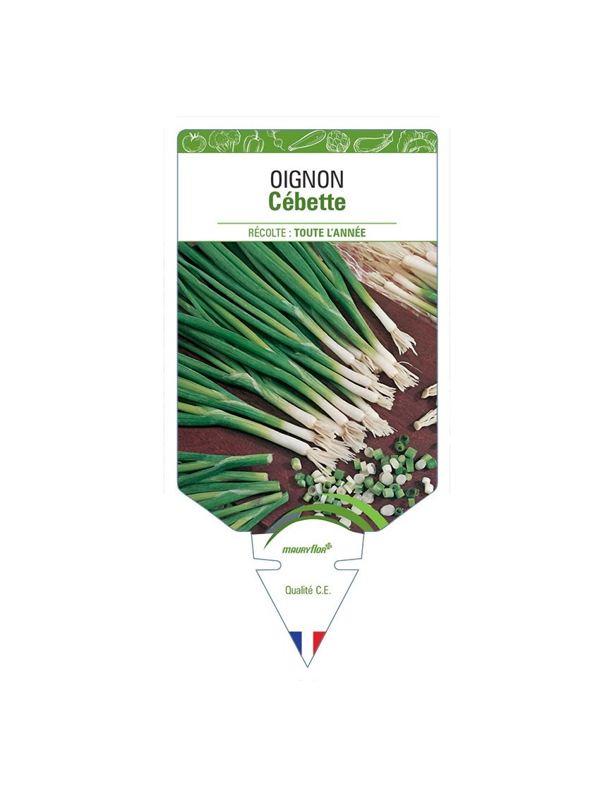 OIGNON CÉBETTE