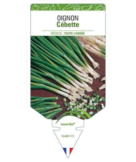 OIGNON CÉBETTE